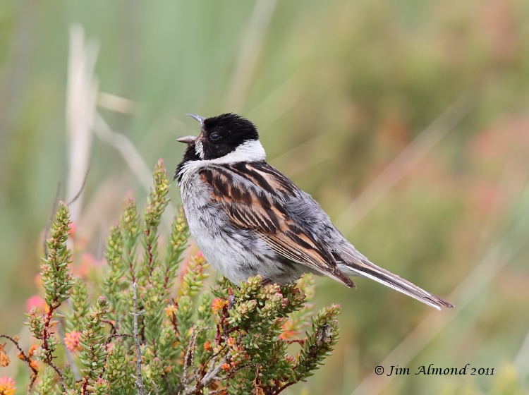 Reed Bunting  singing maleTitchwell 19 6 11 IMG_0980